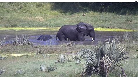 tembe elephant park webcam|Tembe Elephant Park, Live Streaming HD Webcam,。